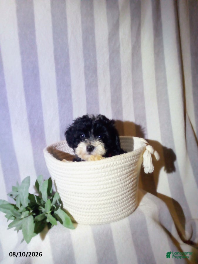 Havapoo dogs Patrick - Ad 1