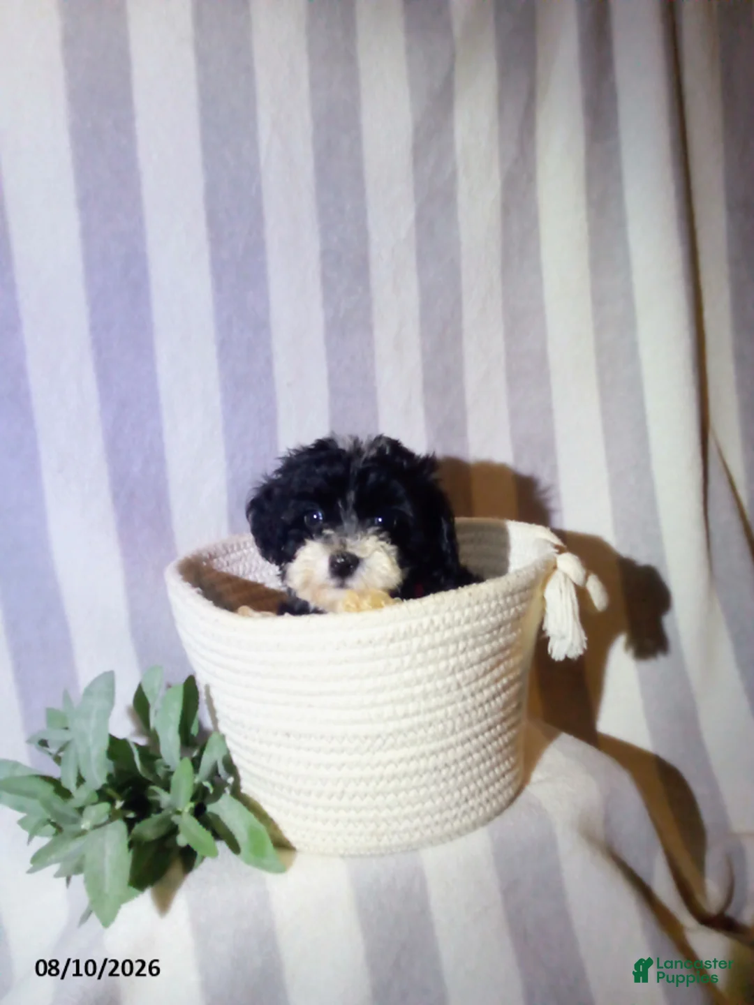 Havapoo dogs for sale: Patrick - Ad 1