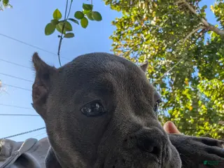 Mixed Breed dogs for sale: Mixed Breed Puppy 3 - Ad 4