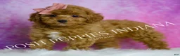 Toy Poodle dogs for sale: Meeka - Ad 7