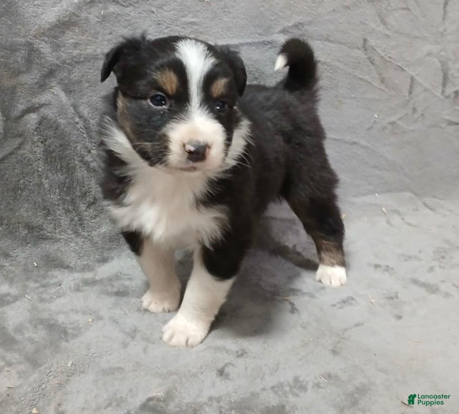 Australian Shepherd dogs Ariel - Ad 2
