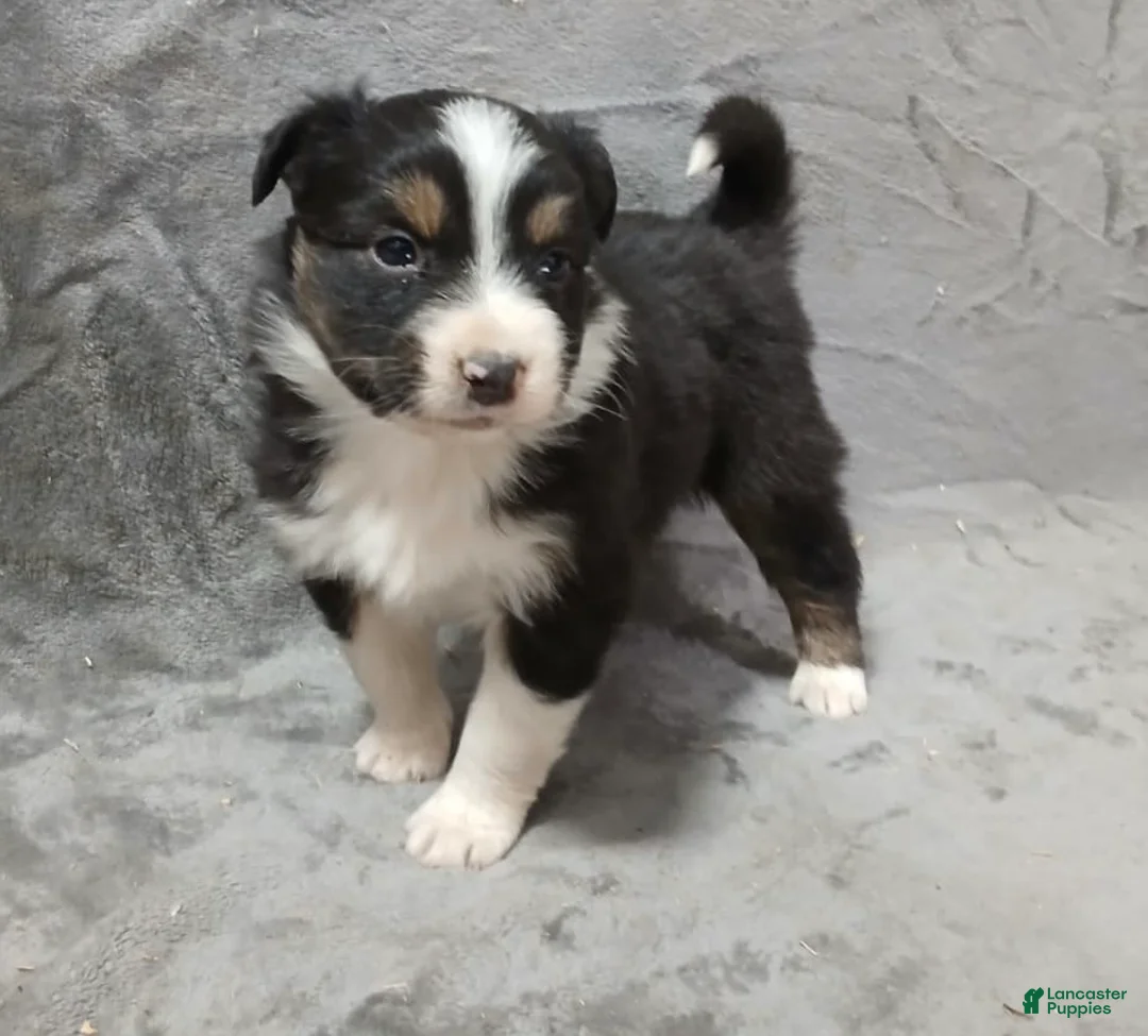 Australian Shepherd dogs for sale: Ariel - Ad 1