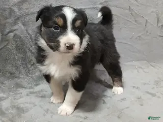 Australian Shepherd dogs Ariel - Ad 2