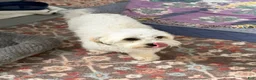 Mixed Breed dogs for sale: Piper - Ad 5
