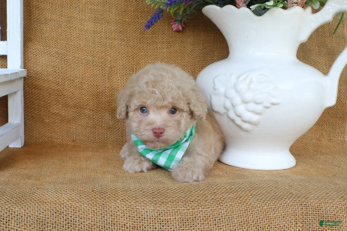 Toy Poodle dogs Dawson - Ad 2