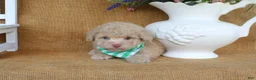 Toy Poodle dogs for sale: Dawson - Ad 2