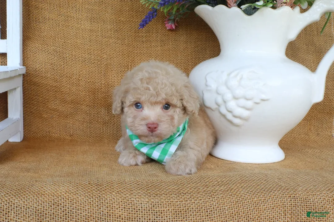 Toy Poodle dogs for sale: Dawson - Ad 2
