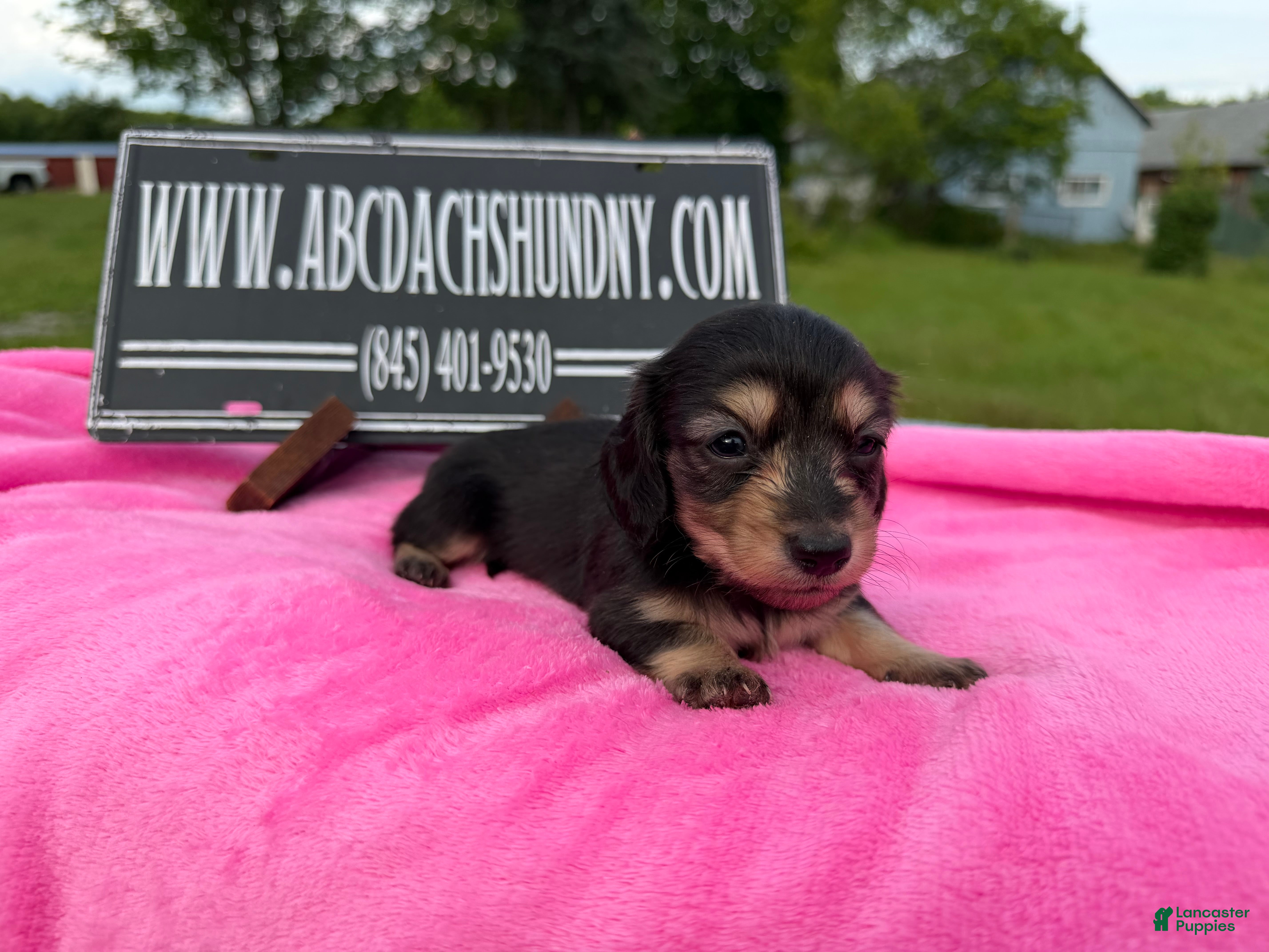 Miniature Dachshund dogs South African AKC  - Ad 31