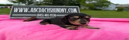 Miniature Dachshund dogs for sale: South African AKC  - Ad 1