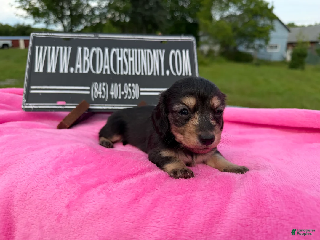 Miniature Dachshund dogs for sale: South African AKC  - Ad 1