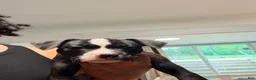American Bully dogs for sale: American Bully 3 - Ad 1