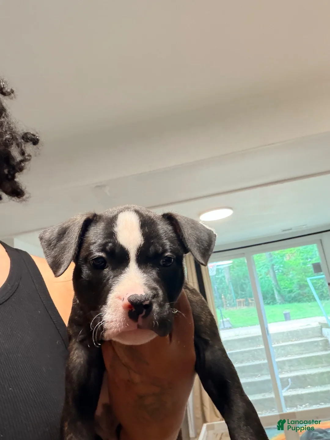 American Bully dogs for sale: American Bully 3 - Ad 1