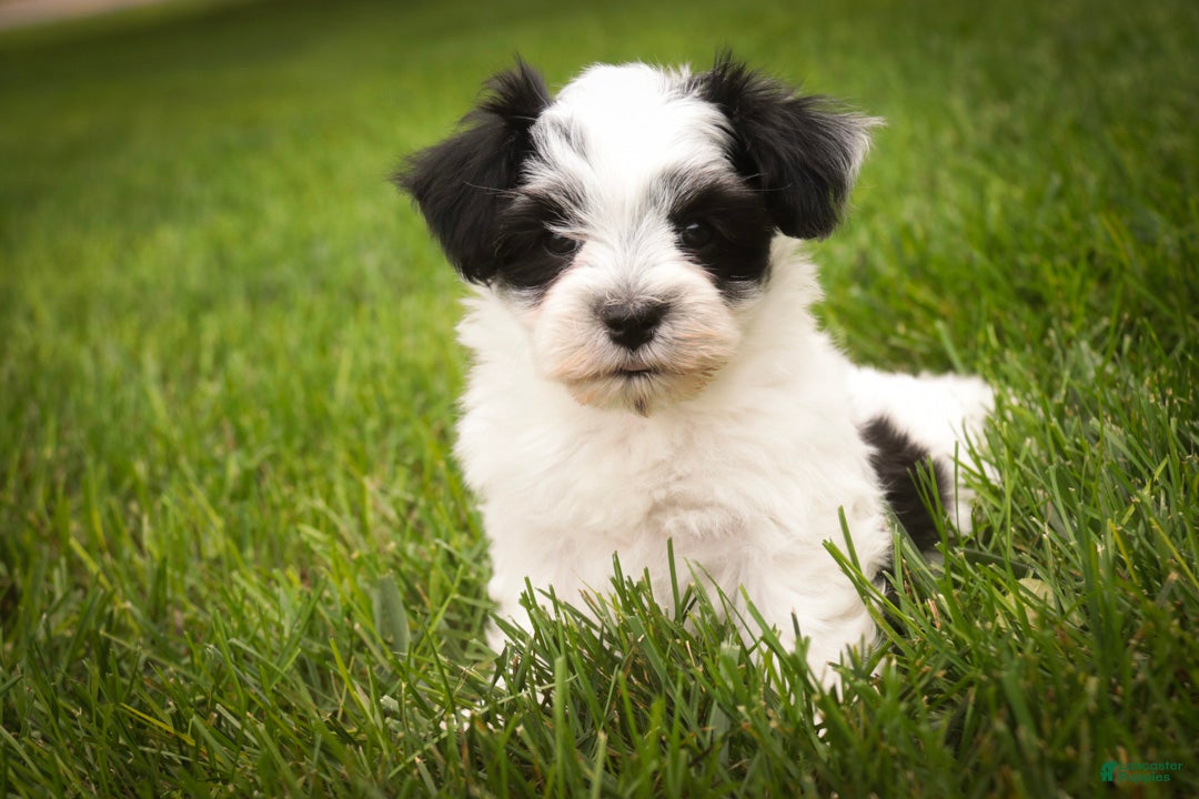 Havanese dogs Libby Havanese  - Ad 2
