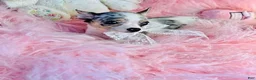 Chihuahua dogs for sale: Chihuahua 1 - Ad 2