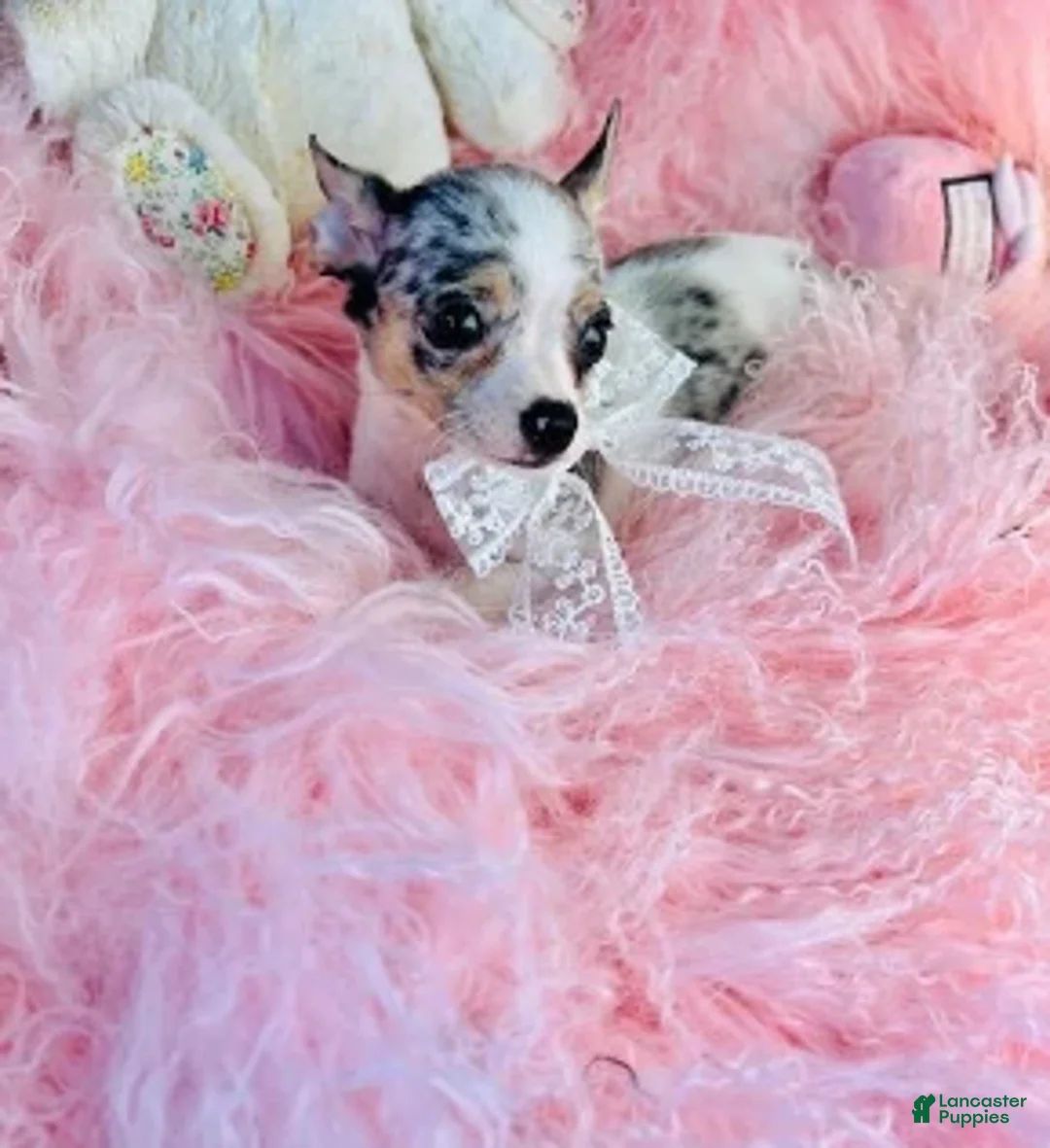 Chihuahua dogs for sale: Chihuahua 1 - Ad 2
