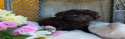 Toy Poodle dogs for sale: Callie - Ad 8