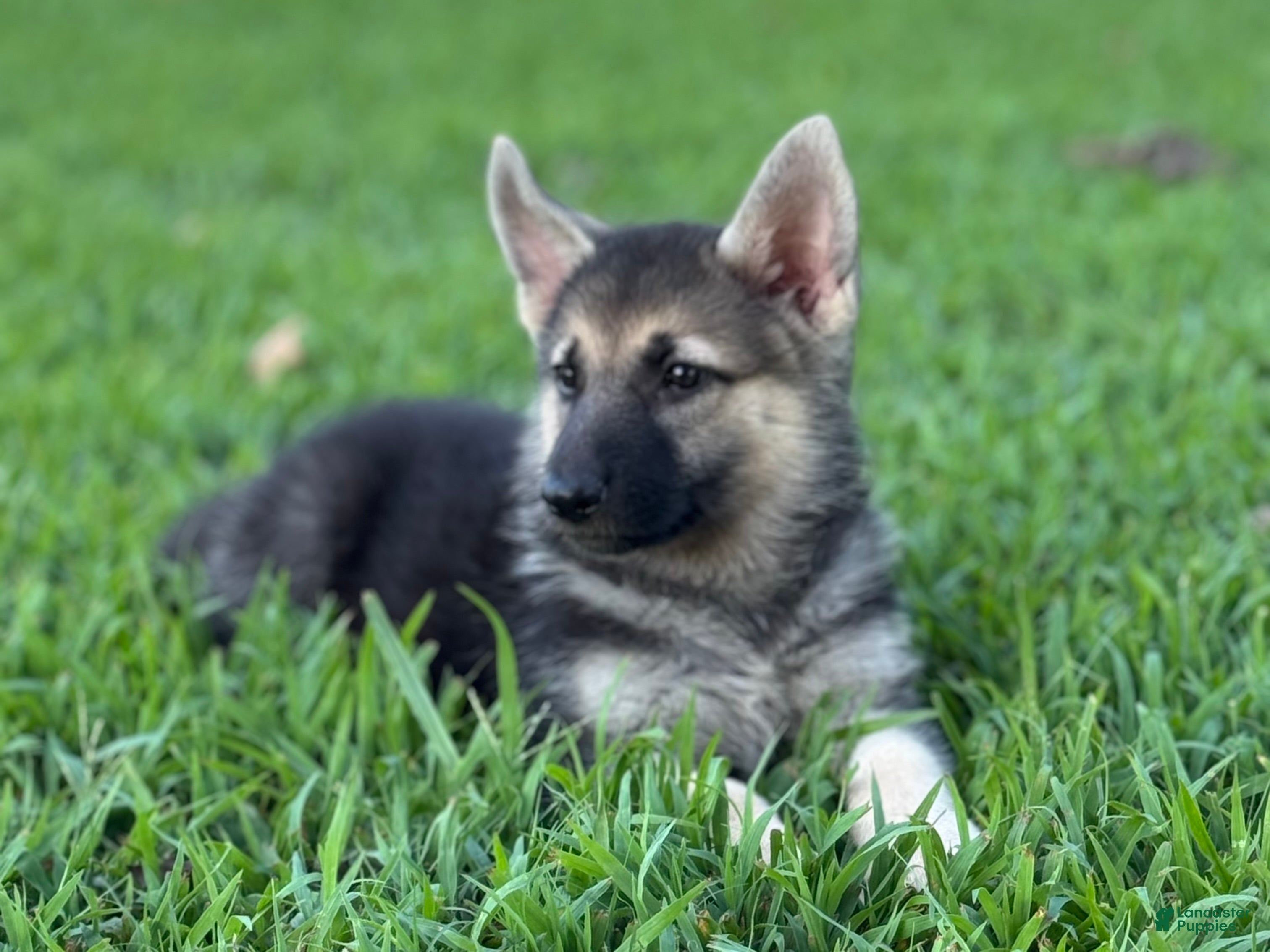 German Shepherd dogs Bella - Ad 2