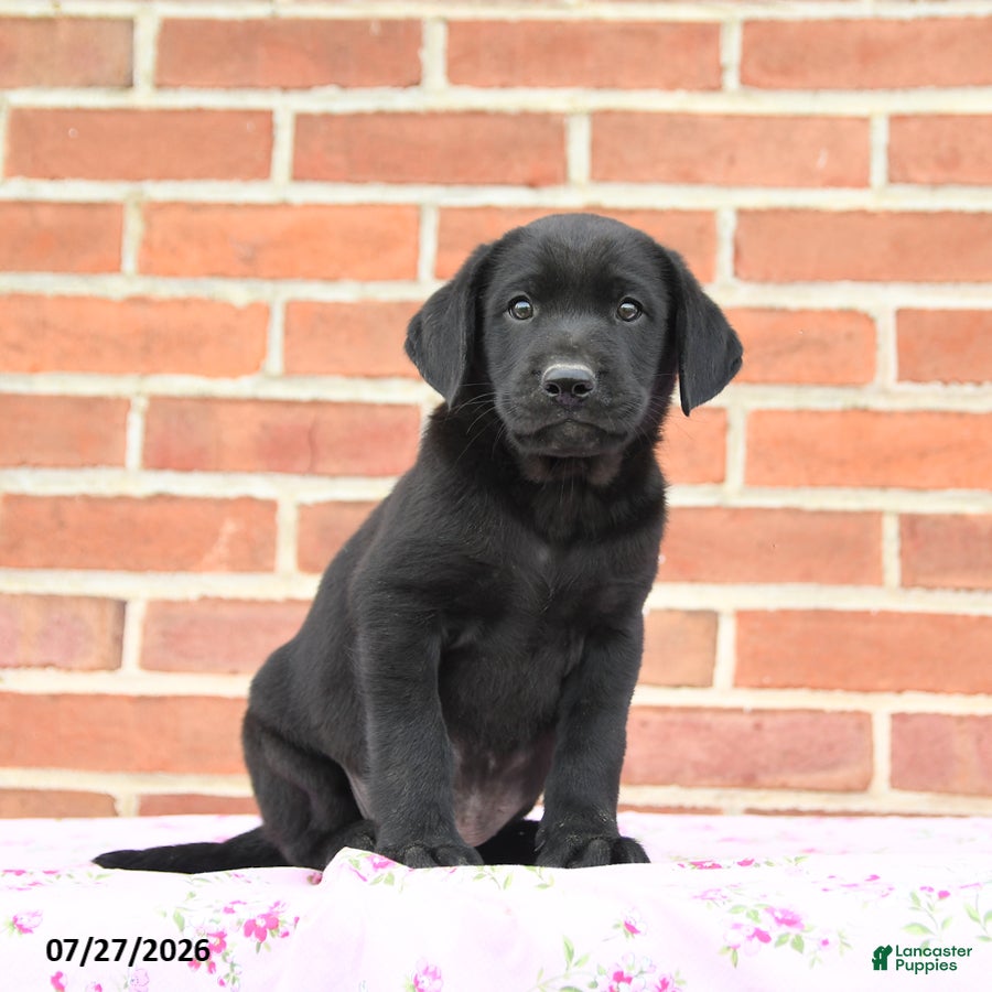 Labrador Retriever dogs Perry - Ad 1