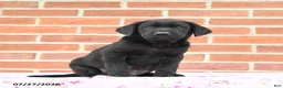 Labrador Retriever dogs for sale: Perry - Ad 1