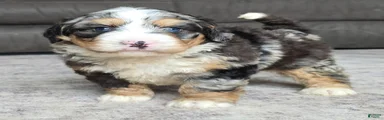 Mini Archie 