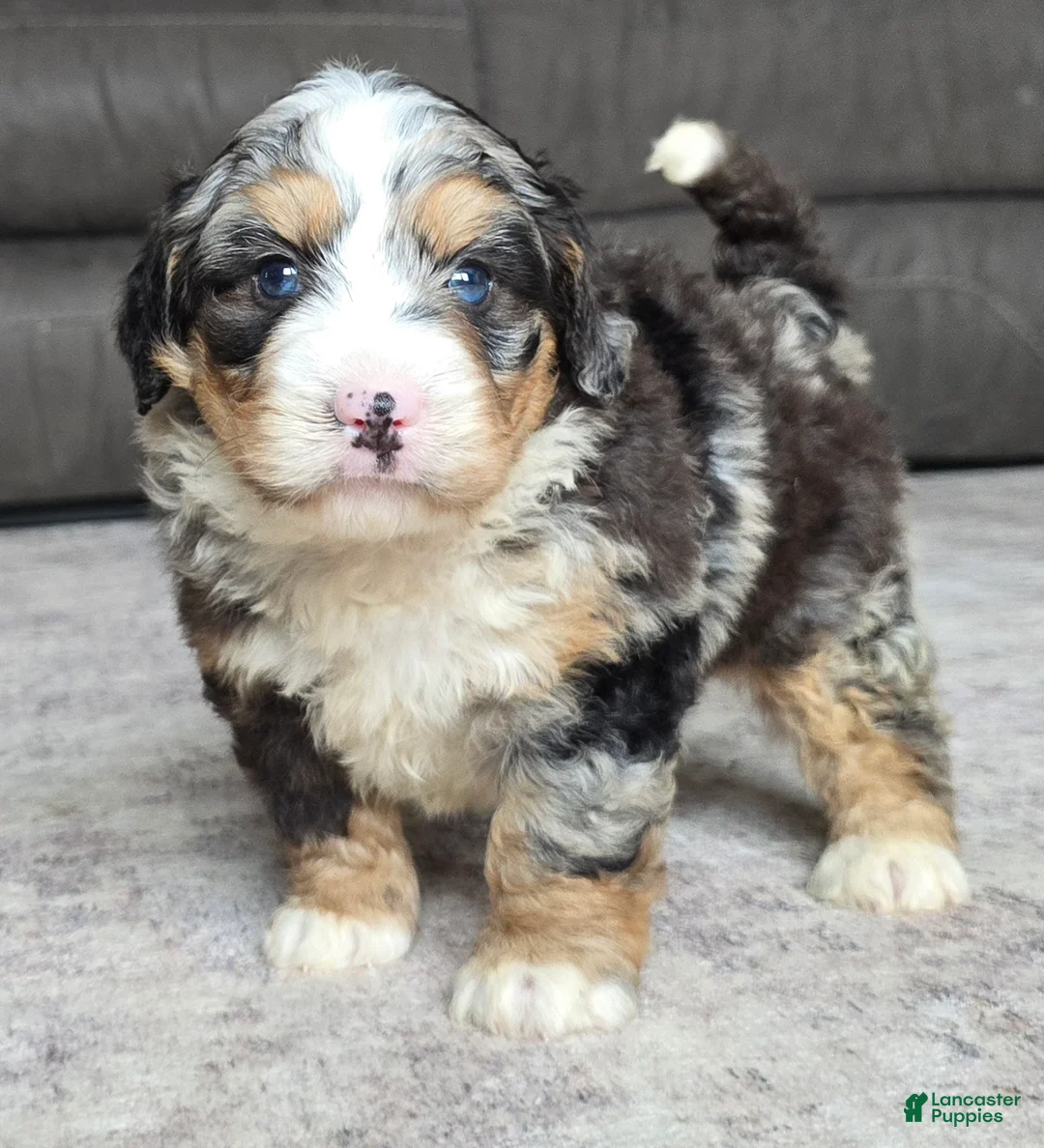Mini Bernedoodle dogs for sale: Mini Archie  - Ad 1