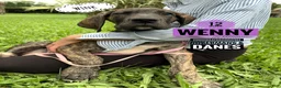 Great Dane dogs for sale: Wenny - Ad 8