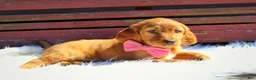 Mixed Breed dogs for sale: Pumpkin Spice  - Ad 5