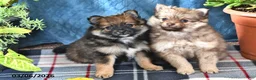 Pomeranian dogs for sale: Buddy - Ad 5