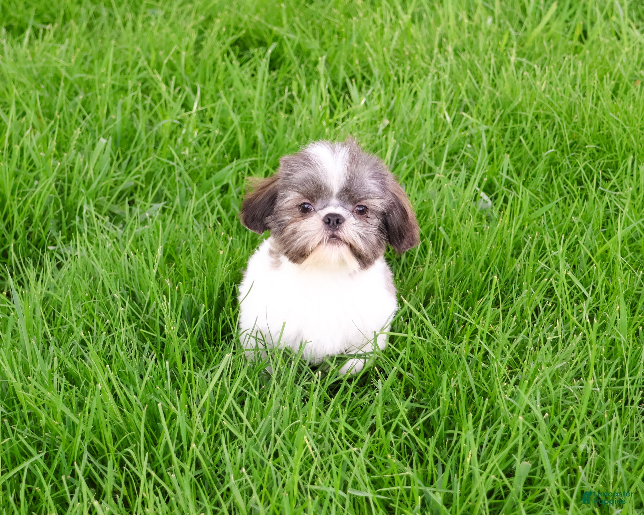Shih Tzu dogs for sale: Aztec - Ad 4