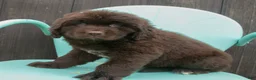 Newfoundland dogs for sale: Amber - Ad 3