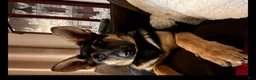 German Shepherd dogs for sale: Marmaduke  - Ad 5