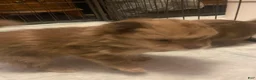 Pomeranian dogs for sale: Pomeranian 3 - Ad 5
