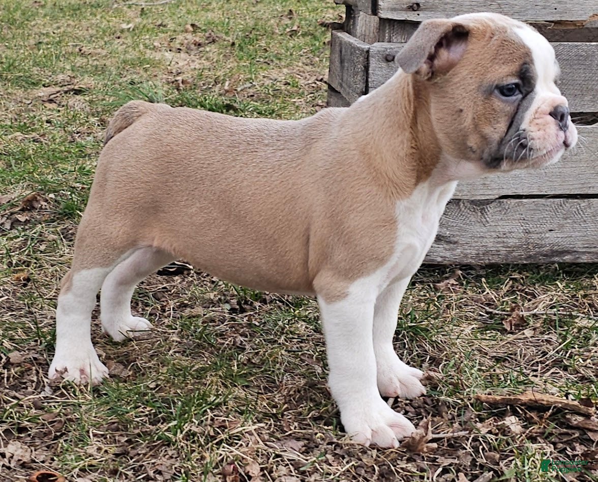 Mixed Breed dogs Mini Bulldog Blue Fawn Girl - Ad 41
