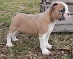 Mini Bulldog Blue Fawn Girl