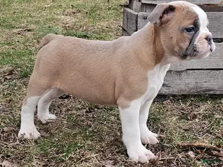 Mixed Breed dogs Mini Bulldog Blue Fawn Girl - Ad 41