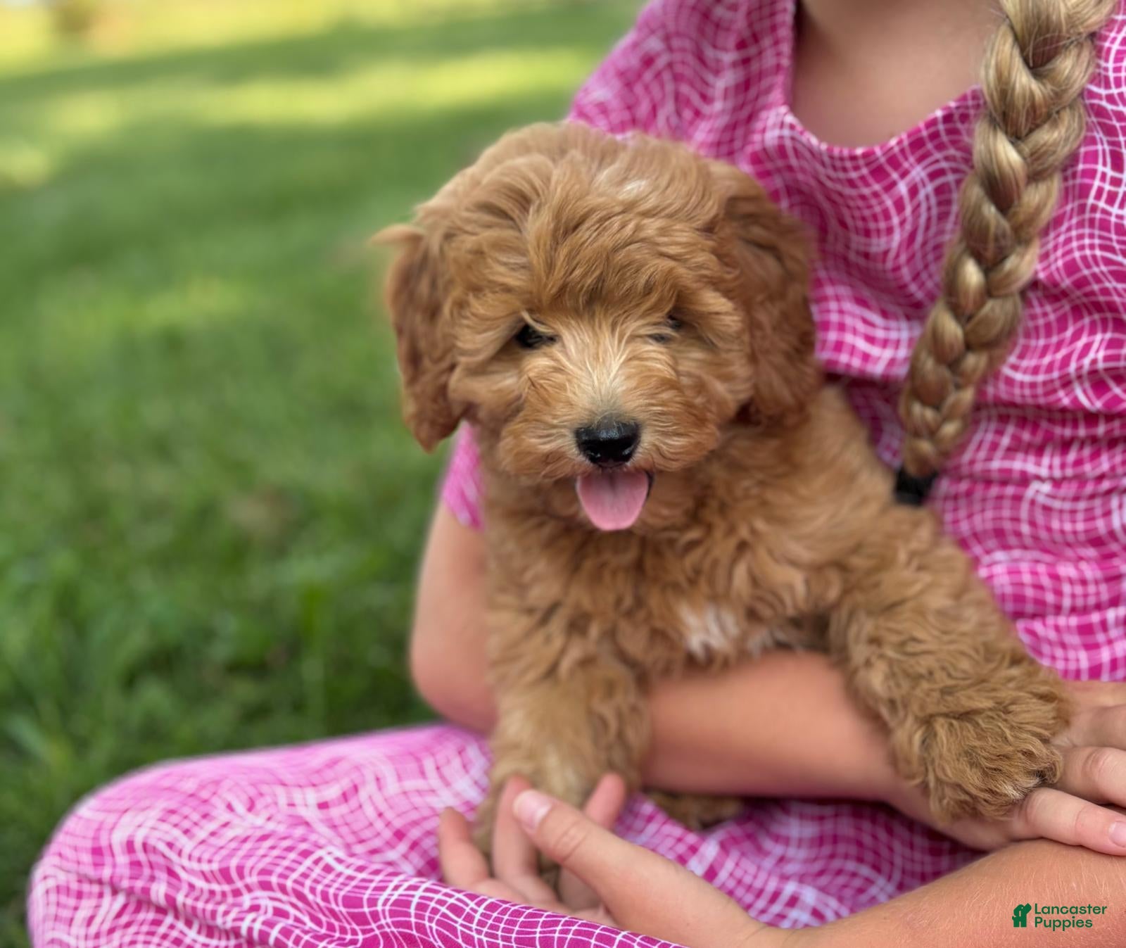 Cavapoo dogs Tulip - Ad 1