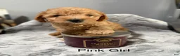 Mini Goldendoodle dogs for sale: Mini Goldendoodle 3 pink girl  - Ad 1