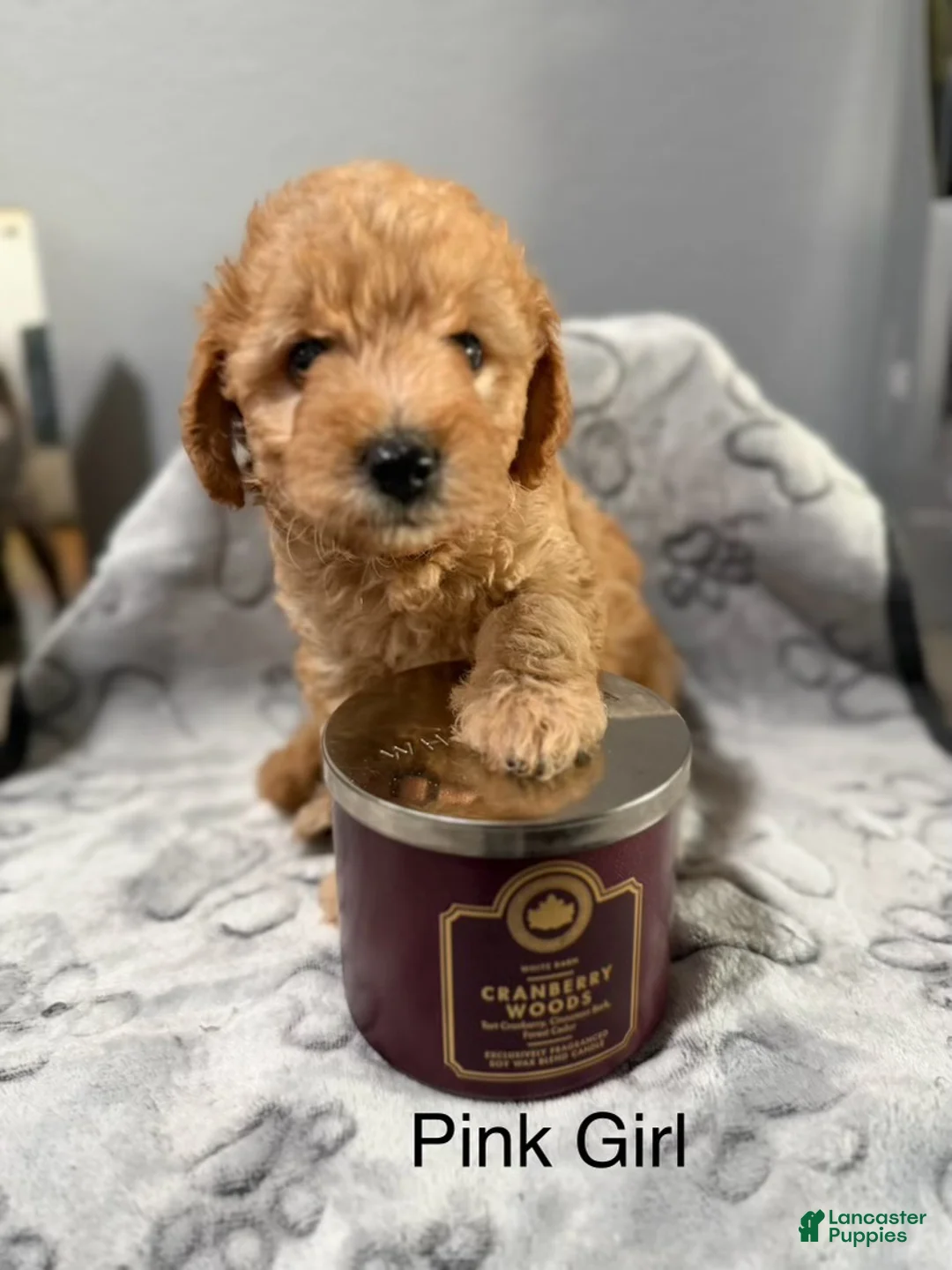 Mini Goldendoodle dogs for sale: Mini Goldendoodle 3 pink girl  - Ad 1