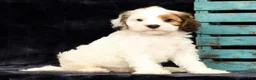 Cavapoo dogs for sale: Kendall - Ad 6