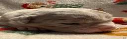 Olde English Bulldogge dogs for sale: Tri Blue Merle  - Ad 2