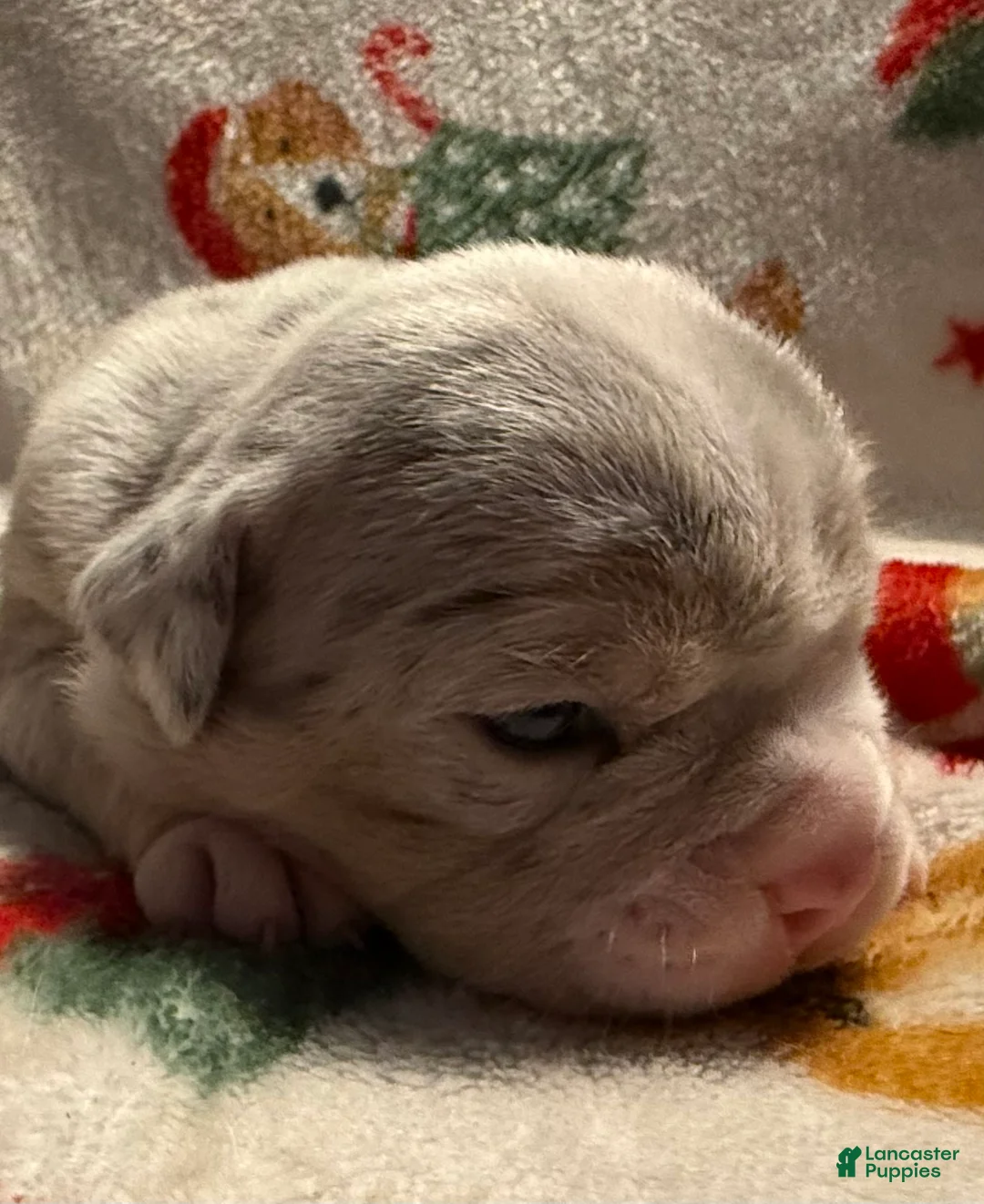 Olde English Bulldogge dogs for sale: Tri Blue Merle  - Ad 2