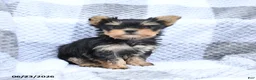 Yorkshire Terrier dogs for sale: Holly - Ad 2