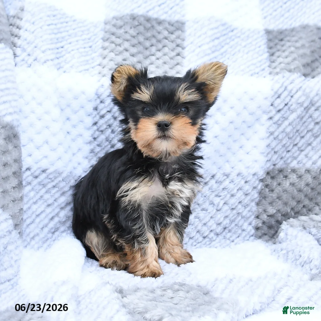 Yorkshire Terrier dogs for sale: Holly - Ad 2