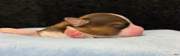 Chihuahua dogs for sale: Chihuahua 2 - Ad 7