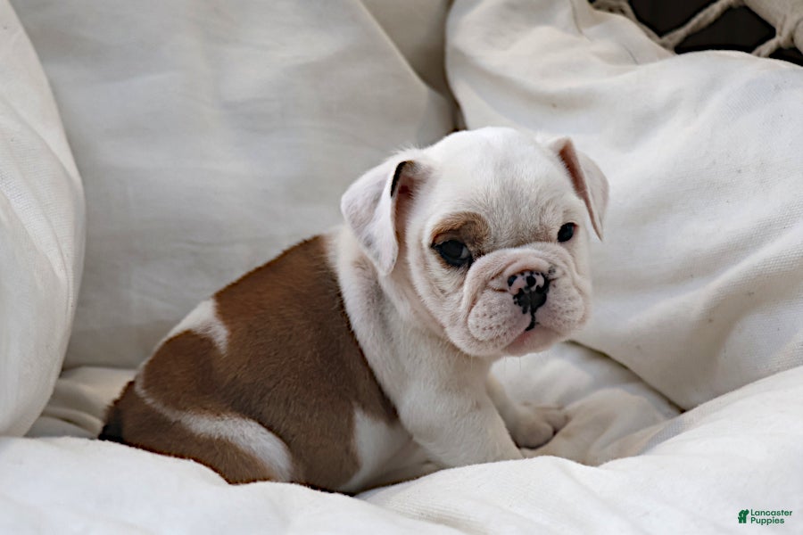 English Bulldog dogs Silvi - Ad 2