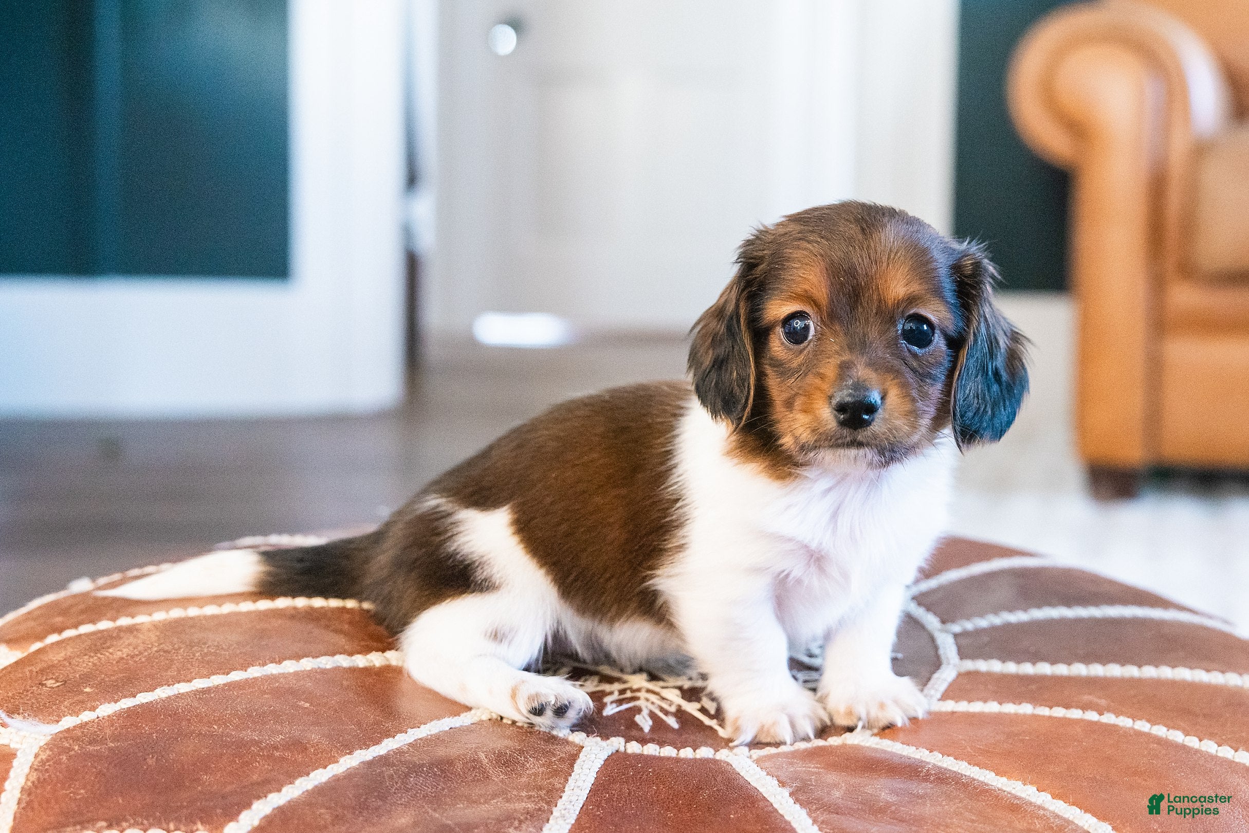 Miniature Dachshund dogs Bratwurst McSniffington - Ad 3