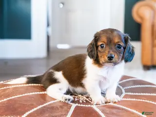 Miniature Dachshund dogs Bratwurst McSniffington - Ad 3