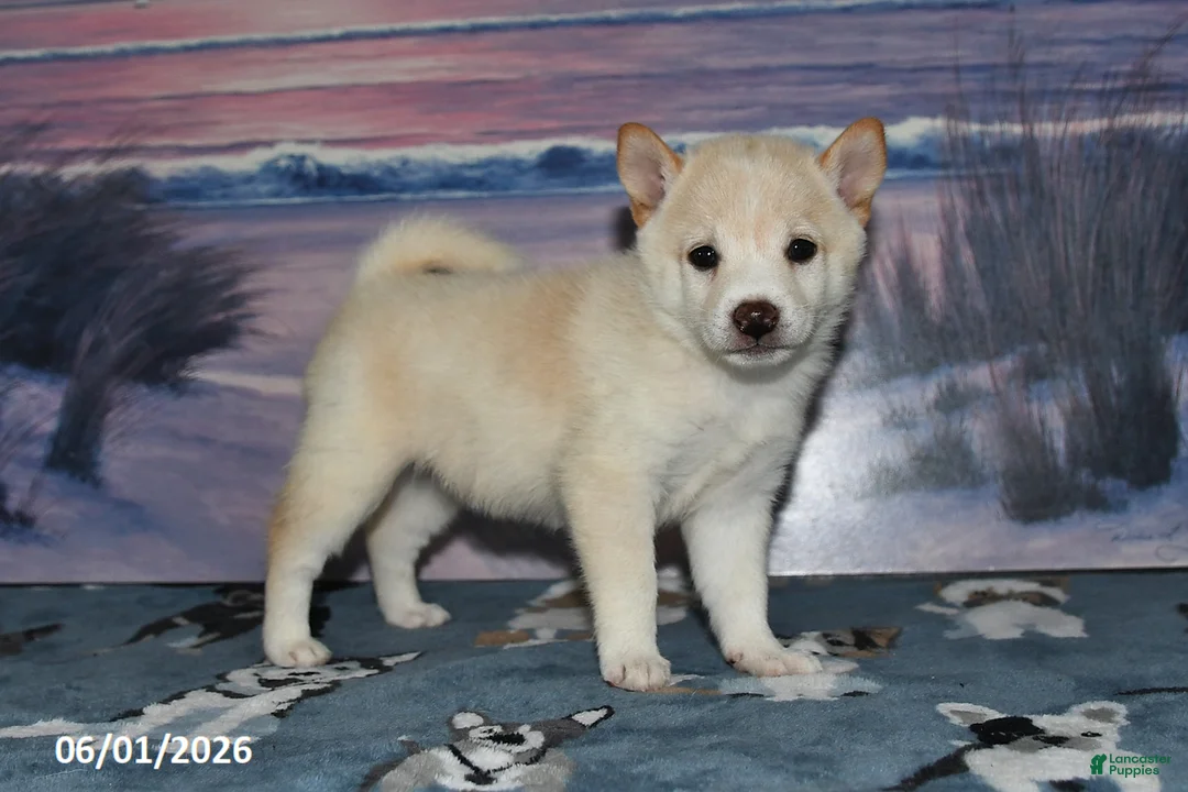 Shiba Inu dogs for sale: Lexi - Ad 1