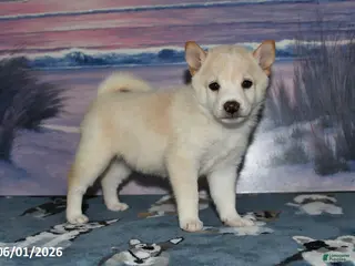 Shiba Inu dogs for sale: Lexi - Ad 4
