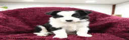 Border Collie dogs for sale: Gingko - Ad 3